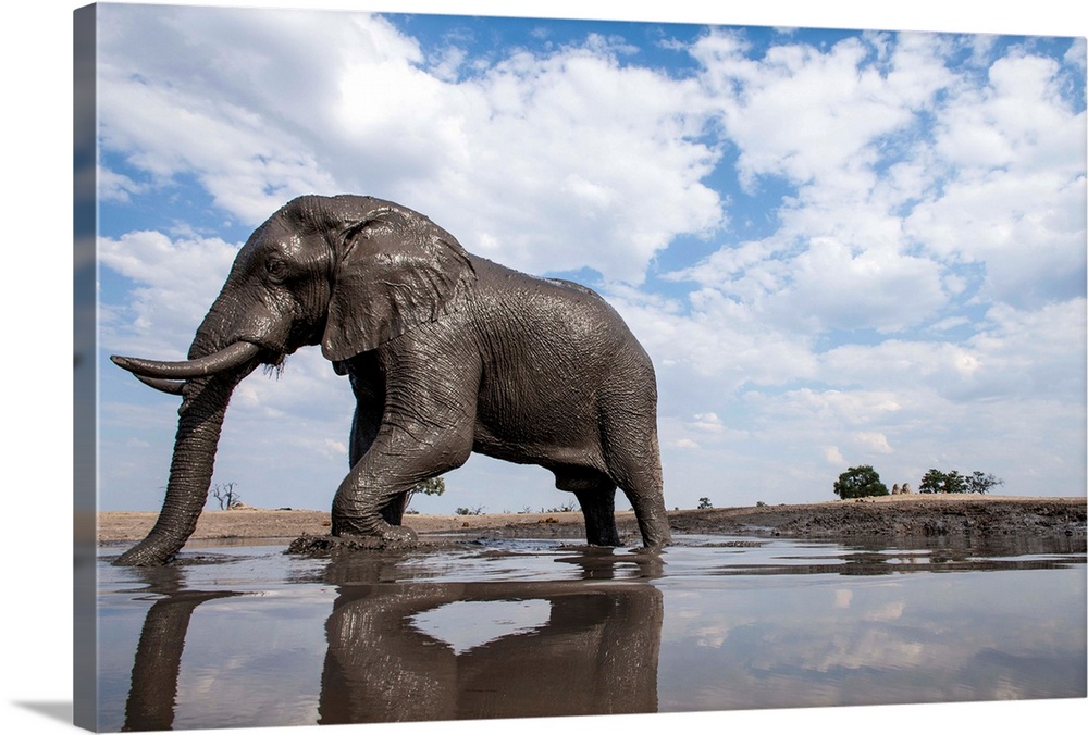 Africa, Botswana, Chobe National Park, Bull Elephant (Loxodonta africana) splashes in muddy water hole at Savuti Marsh