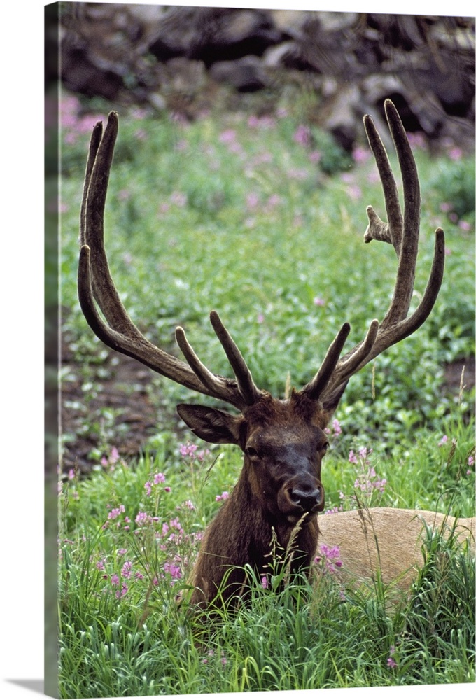 Bull Elk Resting In Alpine Meadow With Antlers In Velvet