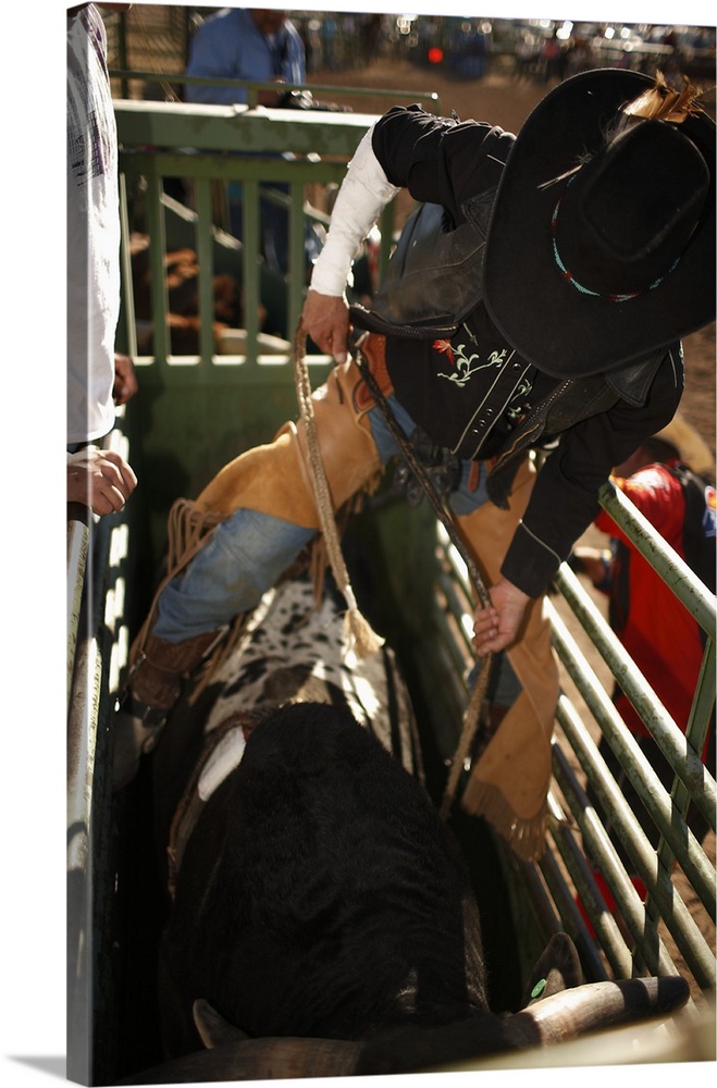 Bull rider tying rope on bull in the chute before attempting to ride it for 8 seconds at a rodeo