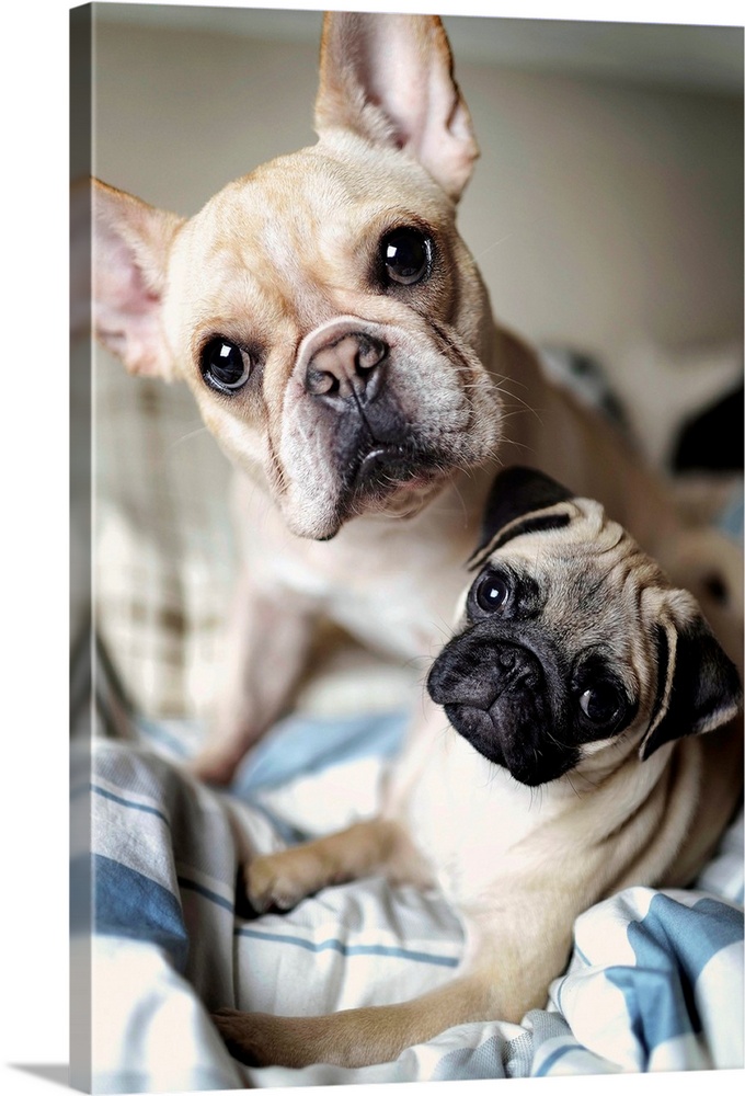 Portrait of French bulldog and pug.