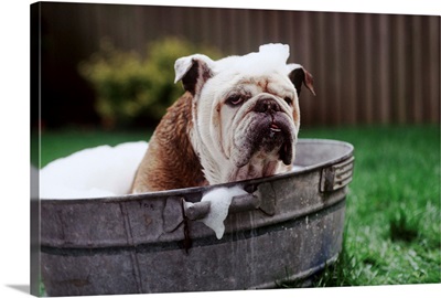 Bulldog Bathing In Washtub