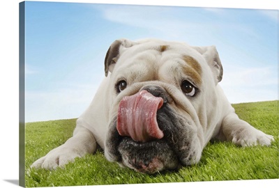 Bulldog Lying on Grass Licking Lips