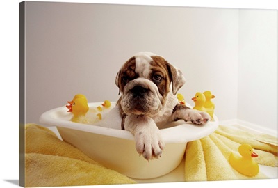 Bulldog Puppy In Miniature Bathtub