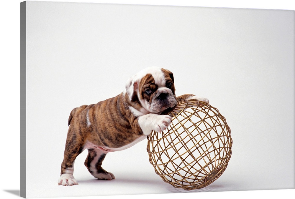 Bulldog Puppy Playing With Metal Sphere