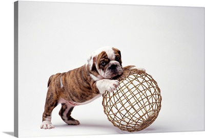 Bulldog Puppy Playing With Metal Sphere