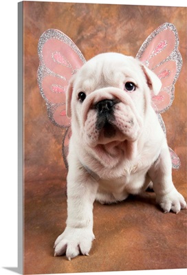 Bulldog Puppy Wearing Angel Wings