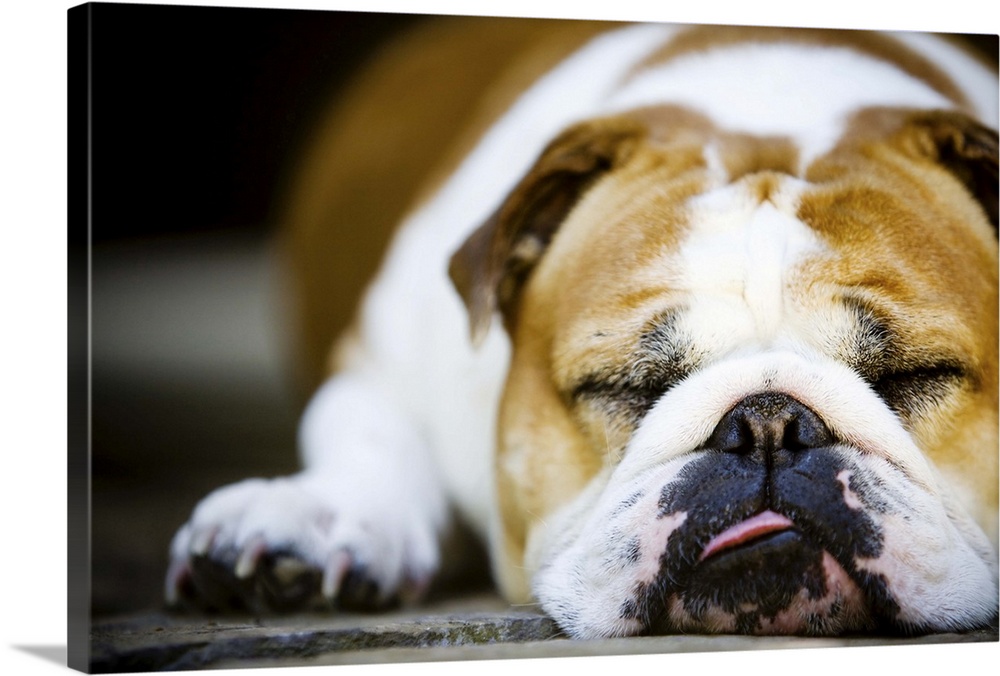 Bulldog sleeping in the sun with tongue out.