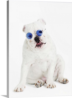 Bulldog wearing blue tinted shades