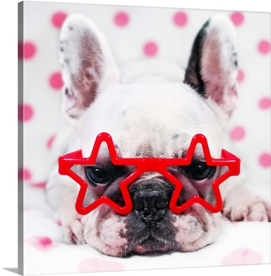 Bulldog with star glasses, white and pink.