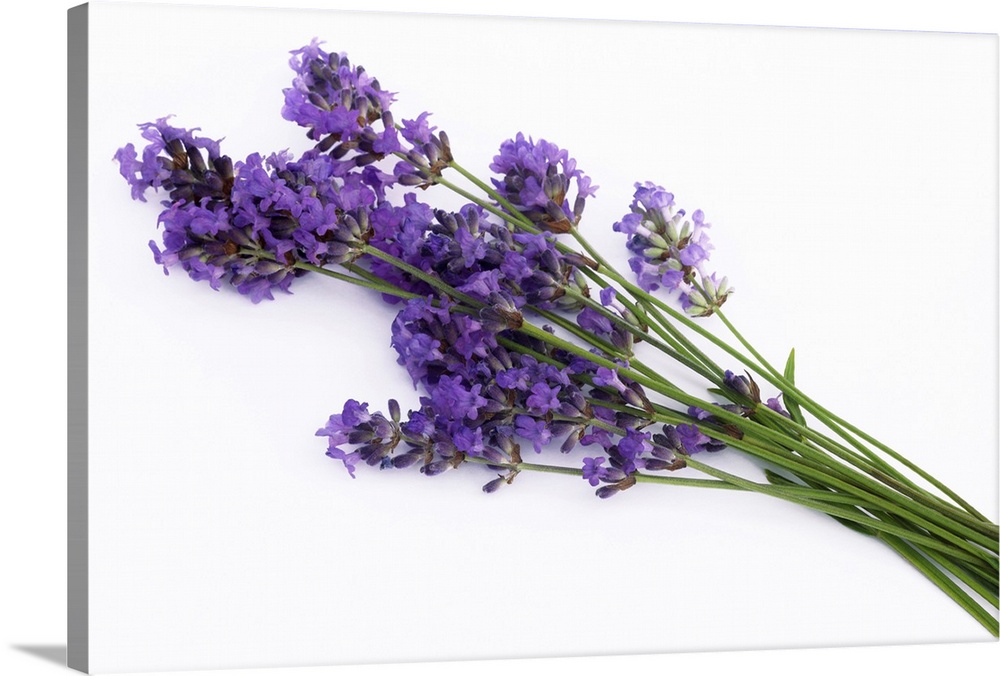 Bunch of fresh lavender flowers, on white background