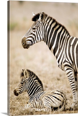 Burchell's Zebra