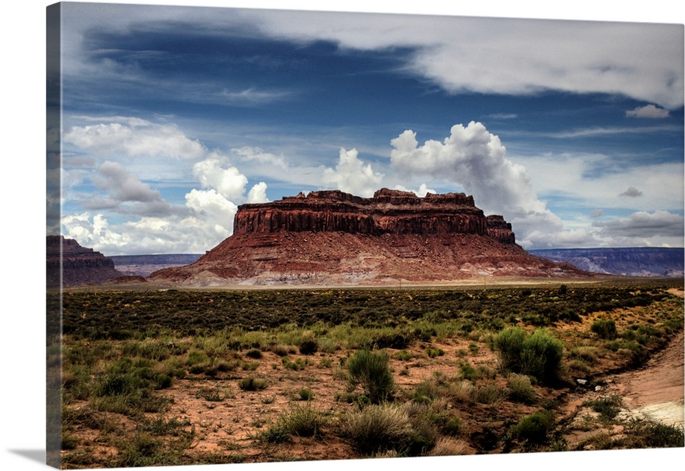 Bush in desert with landscape in background.