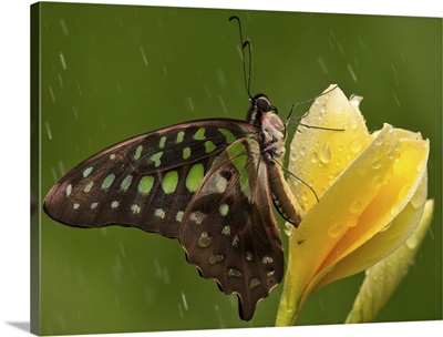 Butterfly on a yellow flower with rain in the background