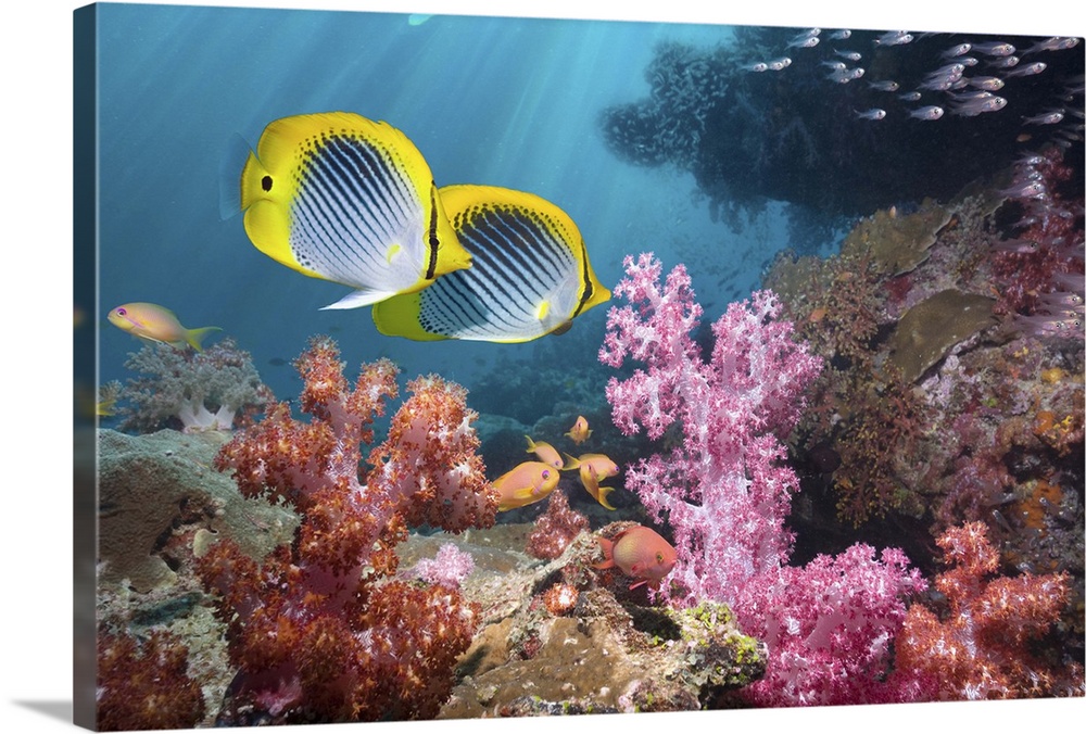 Coral reef scenery with Spot-tail butterflyfish (Chaetodon ocellicaudus) swimming over soft corals (Dendronephthya sp.)  A...