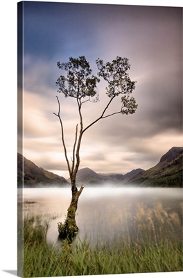 Buttermere lone tree
