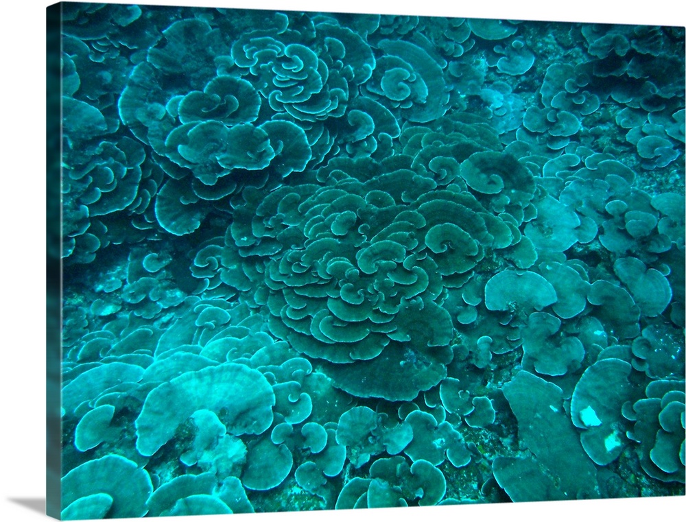Cabbage coral reef in beautiful turquoise color.