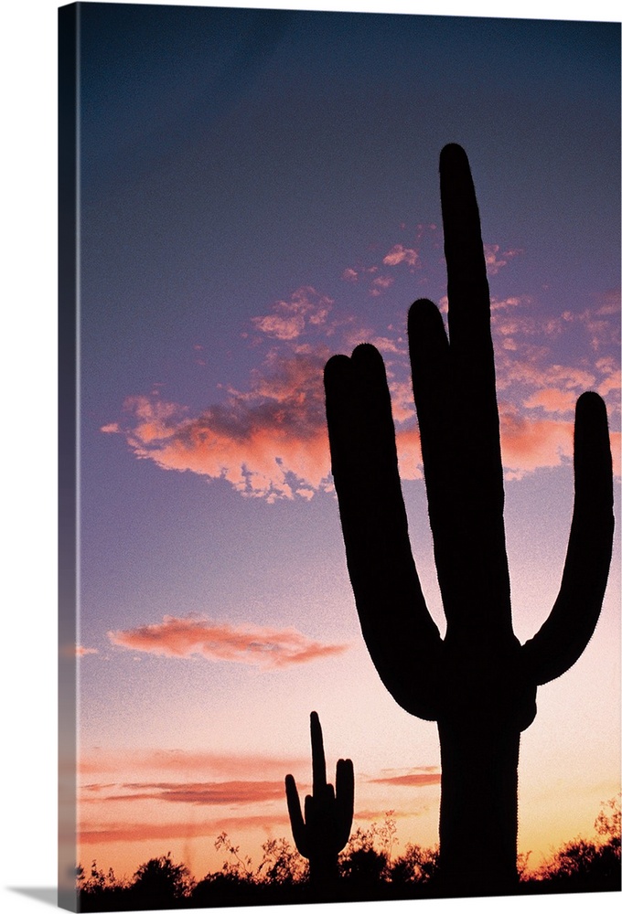 Cactus at sunset , Saguaro National Park , Arizona