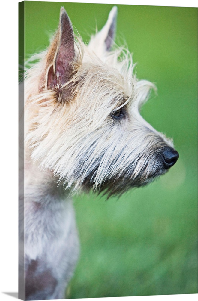 Cairn Terrier in profile