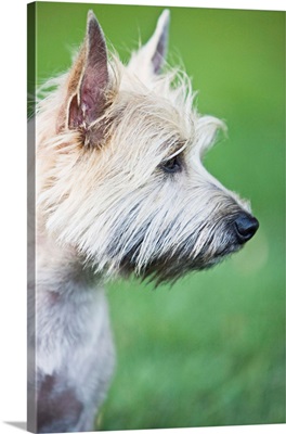 Cairn Terrier in profile