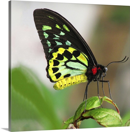 Cairns Birdwing butterfly (ornithoptera priamus), resting on leaf ...