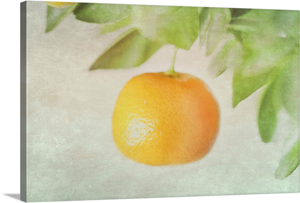 Calamondin miniature orange hanging in tree.