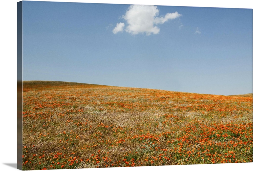 USA, California, Antelope Valley, California Poppy Reserve, meadow