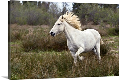 Camargue horse running in marsh