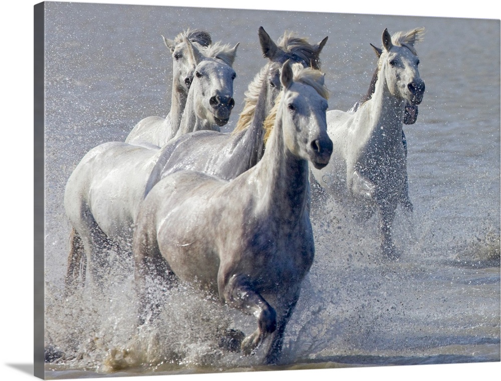 Giant, horizontal photograph of a group of Camargue horses, splashing as they run through shallow waters in South France.