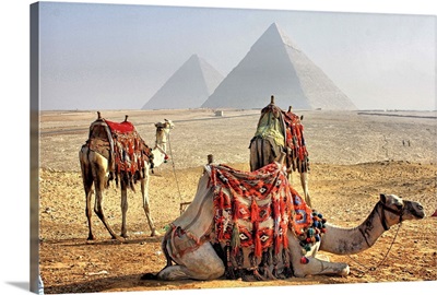 Camel Resting in desert with Egyptian pyramids in background.