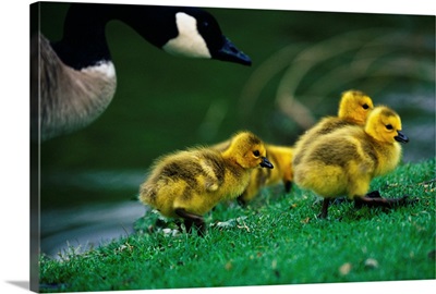 Canada Goose With Chicks