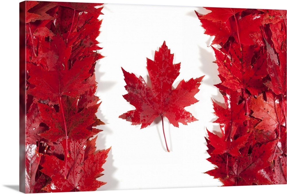 Red/sugar maple leaves wet from  rain are arranged to make a Canadian flag.