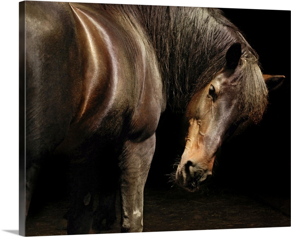 Shimmering brown horse turns to look back in to the dark.