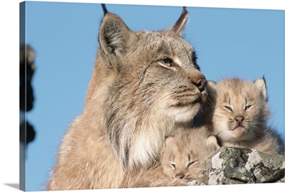 Canadian Lynx with Young