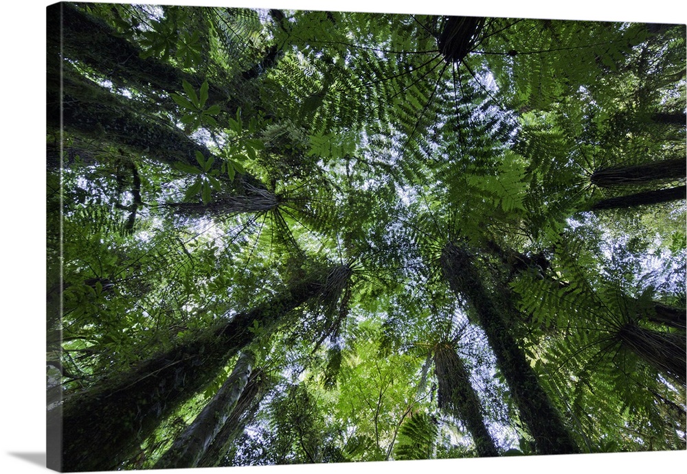 Canopies of ponga trees in lush native bush forest of ferns, moss and evergreens near Fox Glacier, nourished by cool and w...
