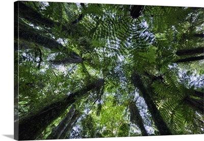 Canopies of ponga trees in lush native bush forest of ferns, New Zealand