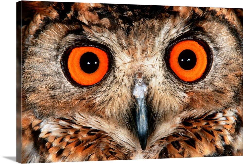 Cape Eagle Owl Eyes