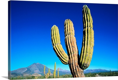 Cardon Cactus Near Mountains