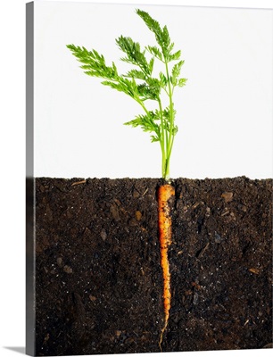 Carrot In Dirt