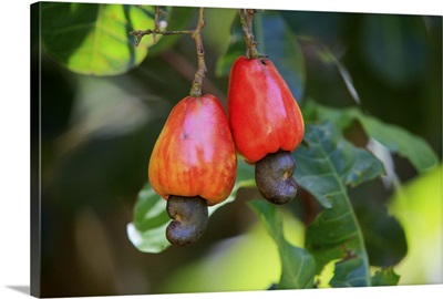Cashew fruit hanging on tree, close-up
