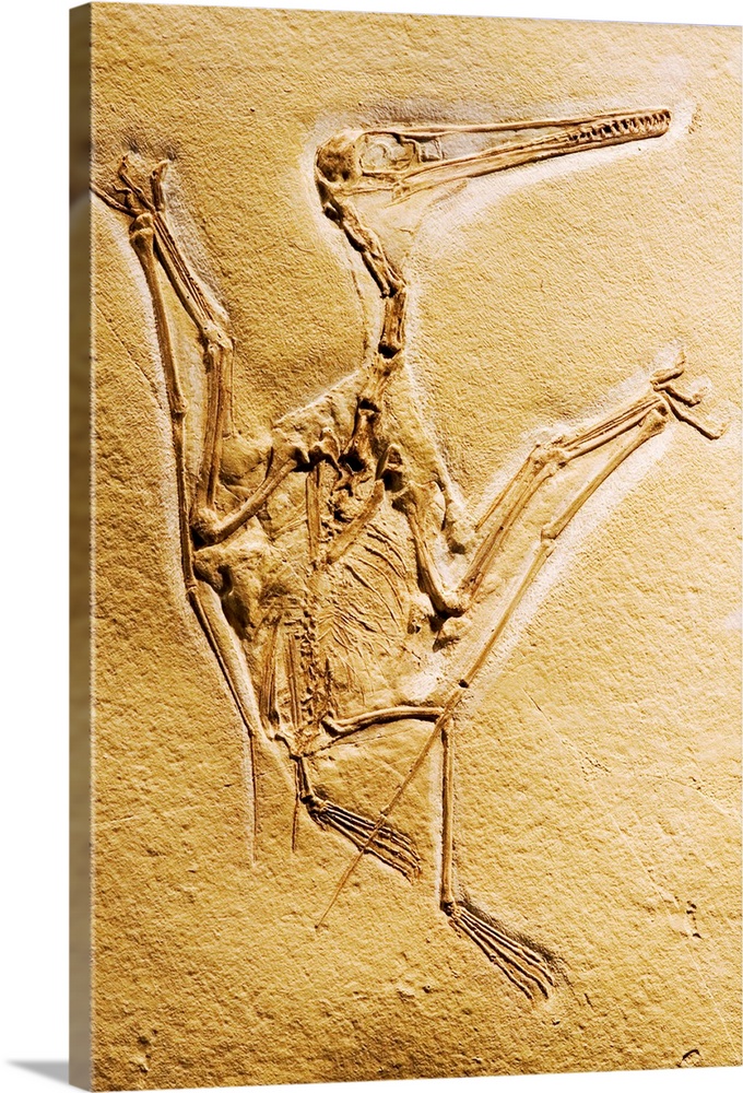 Cast of a short-tailed pterosaur (Pterodactylus kochi) with gular pouch and other soft parts preserved. Size is 45cm. Foss...