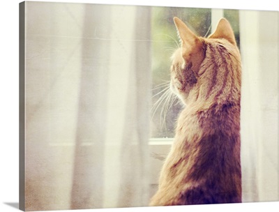 Cat animal looking through window silhouette.