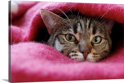 Cat hidden in pink rug.