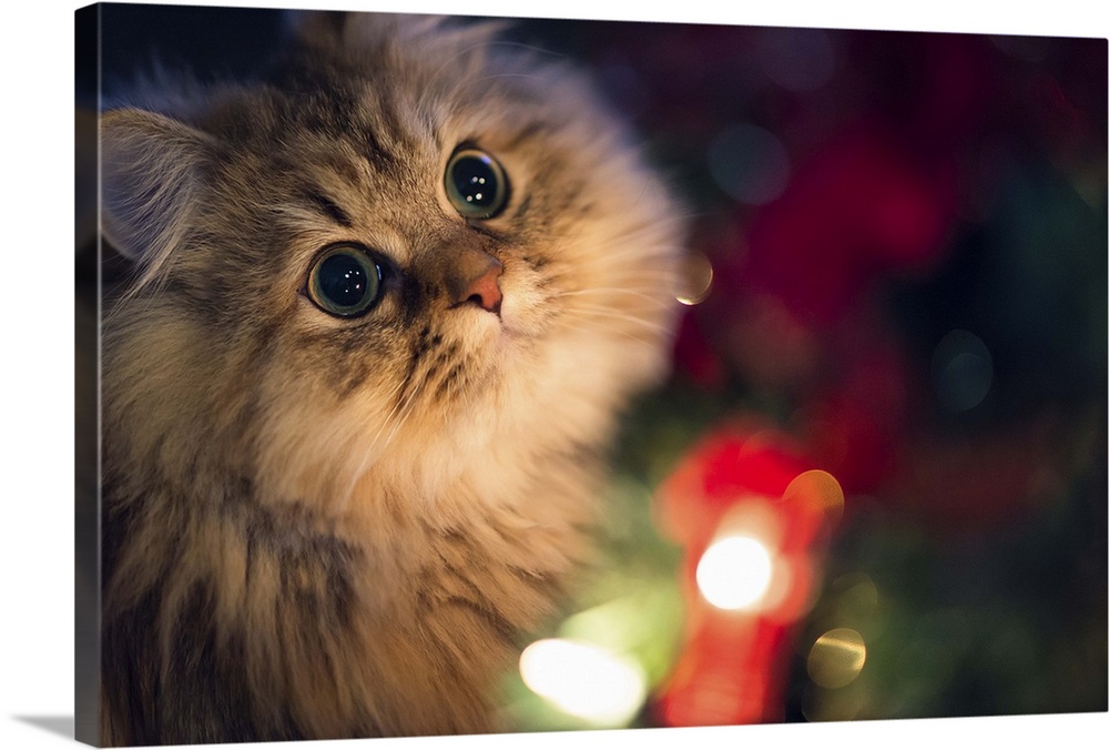 Cat brown Persian cat lit beside a Christmas tree