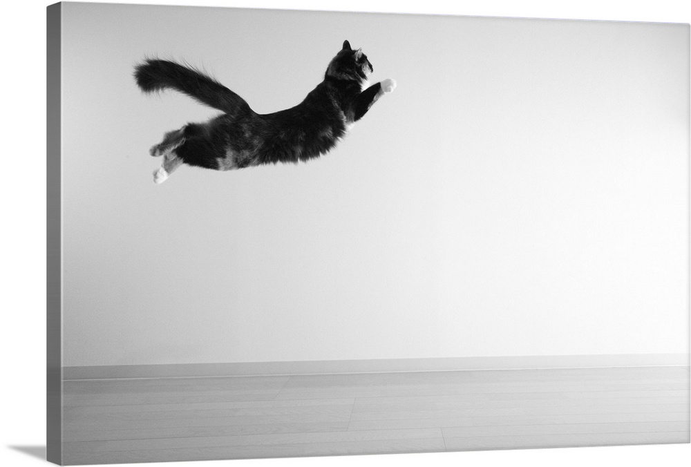 Cat in mid air