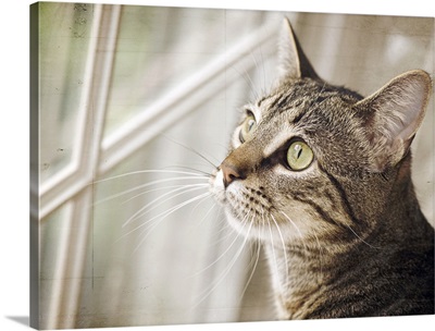 Cat looking at window.