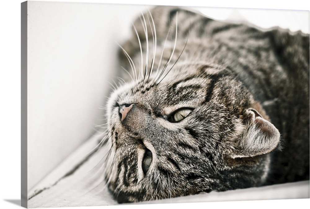 Cat relaxing upside down.