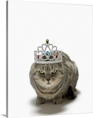 Cat wearing a tiara