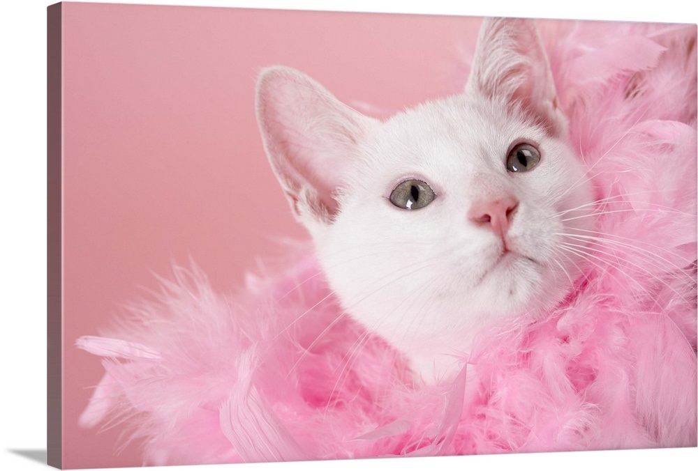 Cat wearing feather boa Wall Art, Canvas Prints, Framed Prints, Wall