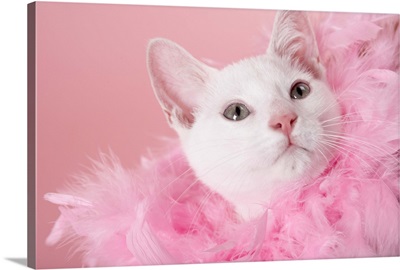 Cat wearing feather boa
