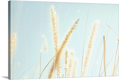 Cattail grass in sunshine.